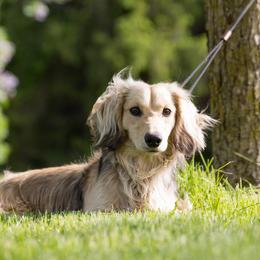 Thyme - Dachshund
