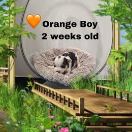 Lacey's orange boy - Parti male Yorkshire Terrier puppy in Inverness, Florida from Luvayorkie&more