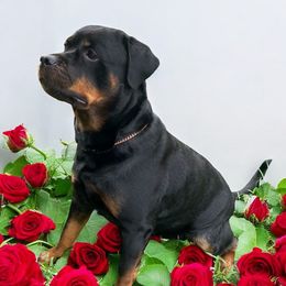 Maia - Rottweiler