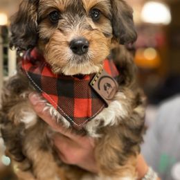 Bernedoodle and Bernese Mountain Dog Puppies from Bernedoodle.do