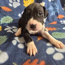 Mantle female B - Mantle female Great Dane puppy in Golconda, Illinois from Breken Great Danes