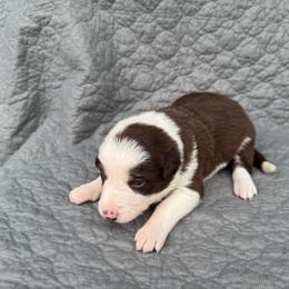 Girl 1 - Red female Border Collie puppy in Centerville, Washington from Forthright Farms
