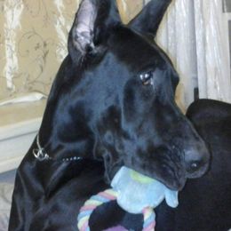 Great Dane Puppies from Timeless Danes
