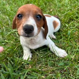 Girl 1 - Piebald female Dachshund puppy in Plato, Missouri from David & Stacey's Dachshunds