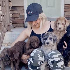 Labradoodles from Island View Poodles & Doodles