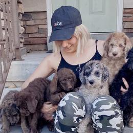 Labradoodles from Island View Poodles & Doodles