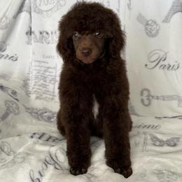 AKC Otto - Brown male Poodle puppy in Tecumseh, Oklahoma from Poodles in the Garden