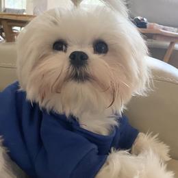 Maltese Puppies from Made to Love Maltese LLC