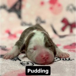 PUDDING - Fawn and white female Sheepadoodle puppy in Riverside, California from Downtown Doodles & Frenchies