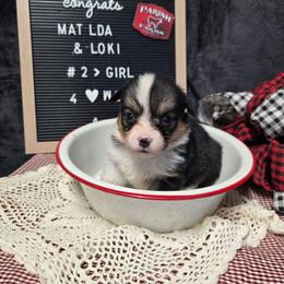 2 yellow collar girl - Black and tan female Pembroke Welsh Corgi puppy in Harrisburg, Illinois from Parish Corgis