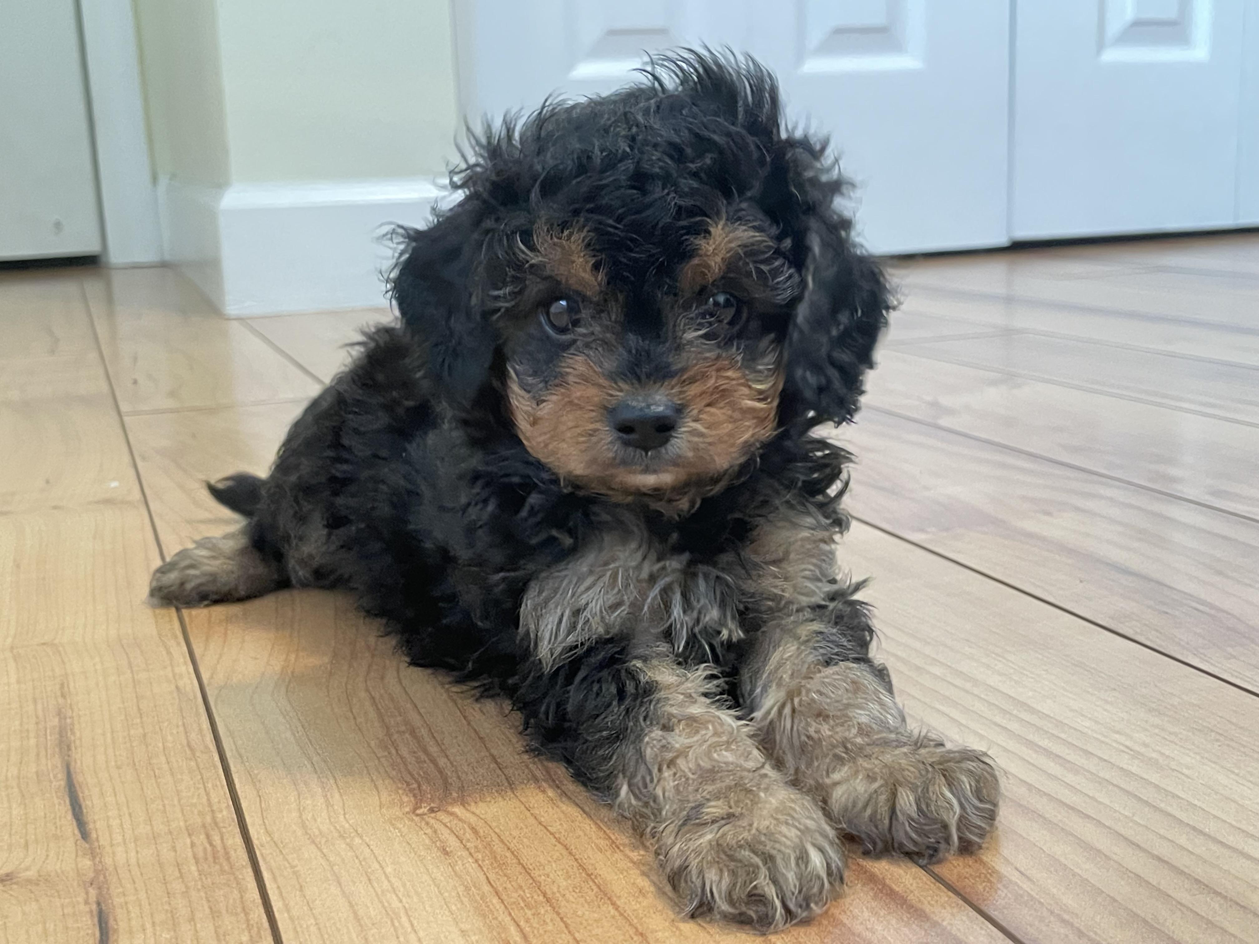 Cookies & Cream Sundae in Florida | Cavapoo puppies | Good Dog