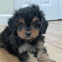 Cavapoos from Cookies & Cream Sundae