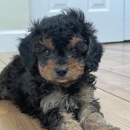 Cavapoos from Cookies & Cream Sundae