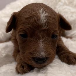 Ivy - Red  female Goldendoodle puppy in Kansas City, Kansas from Bella & Ivy’s Mini Goldendoodles of KC
