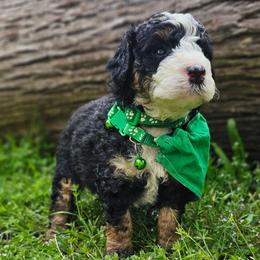 Jet- Green Collar - Tri-color male Bernedoodle puppy in Bonham, Texas from Happy Valley Puppies