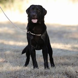 Bentley - Black male Labrador Retriever puppy in Fair Oaks, California from Twisted Ranch Retrievers