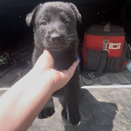 Dachshund and German Shepherd Puppies from Illyria Dox & GSD