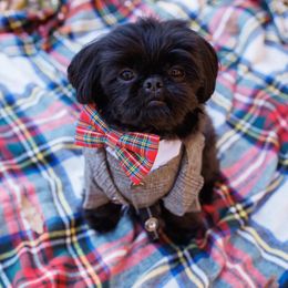 Shih Tzu Puppies from Little Miracles Shih Tzu