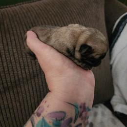 Fawn girl - Fawn female Pug puppy in Tacoma, Washington from Precious Princess Pugs