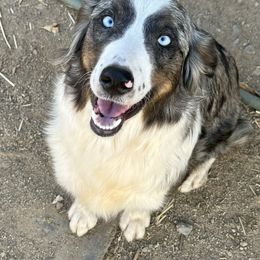 Bonnie - Miniature Australian Shepherd