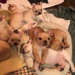 French Bulldog Puppies from DavisK French Bulldogs