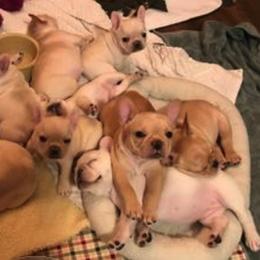 French Bulldog Puppies from DavisK French Bulldogs