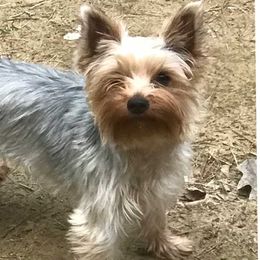 "Zoey" Yorkshire Terrier All Grown Up from J. Fortin Yorkies