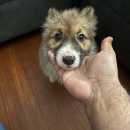 Rex - White and red male Pembroke Welsh Corgi puppy in Fontanelle, Iowa from Alegandra’s Pembroke Welsh Corgis