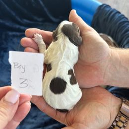 Puppy Boy 3 - Liver and white male English Springer Spaniel puppy in Lynchburg, Virginia from Southern Springers