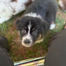 Princess - Black tri-color female Australian Shepherd puppy in Dallas, Georgia from Sunsprite Aussies