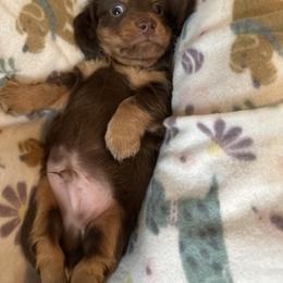 Red- Luke - Chocolate and tan male Dachshund puppy in Waukegan, Illinois from Rolling and Howling Basset Hounds and Dachshunds