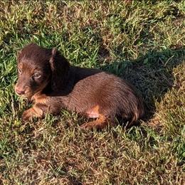 Trooper - Chocolate and tan male Dachshund puppy in Lyles, Tennessee from Knox Ridge Dachshunds
