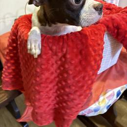 Rebecca - Boston Terrier