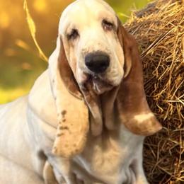 Lacey - Basset Hound