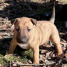 Sassafras - Red smut and white female Bull Terrier puppy in Springfield, Ohio from Lynn Hill Bull Terriers