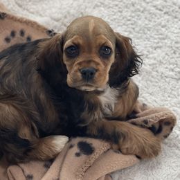 Cockapoos, Cocker Spaniels, and Goldendoodles from MyKy Puppies