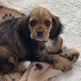 Cockapoos, Cocker Spaniels, and Goldendoodles from MyKy Puppies
