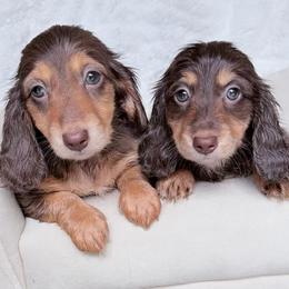Nellie - Chocolate and tan female Dachshund puppy in Richmond, Virginia from Irresistible Dachshunds & Cavaliers