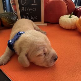 Boy 1 - Red male Dachshund puppy in Jackson, Mississippi from Doxies Galore