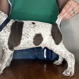 German Shorthaired Pointer Puppies from MCP Kennels