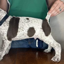German Shorthaired Pointer Puppies from MCP Kennels
