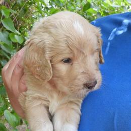 Tyson - Cream male Pyredoodle puppy in Prescott, Washington from Washington Pyredoodles