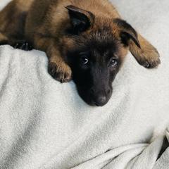 Belgian Malinois puppies from Fairlane Kennels