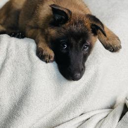 Belgian Malinois puppies from Fairlane Kennels