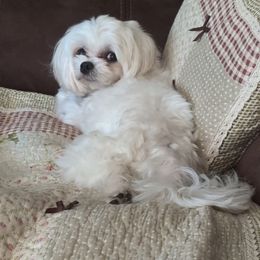 Abigail - Maltese