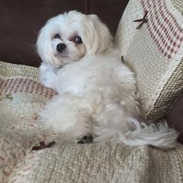 Abigail - Maltese