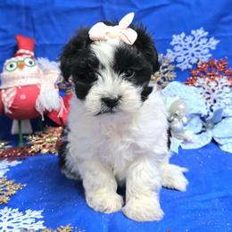 Black Spotted Girl - Black and white female Havanese puppy in Vinita, Oklahoma from Locust Creek Shih Tzu & Havanese