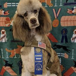 Aussiedoodles, Bernedoodles, and Poodles from Coats of Many Colors LLC