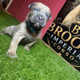 Blue boy - Gray and fawn male Cane Corso puppy in Saluda, South Carolina from Brooks Imperial Corso
