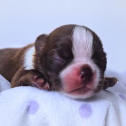 Baby Francis - Red male Boston Terrier puppy in Kingsport, Tennessee from Sleepwalker Bostons
